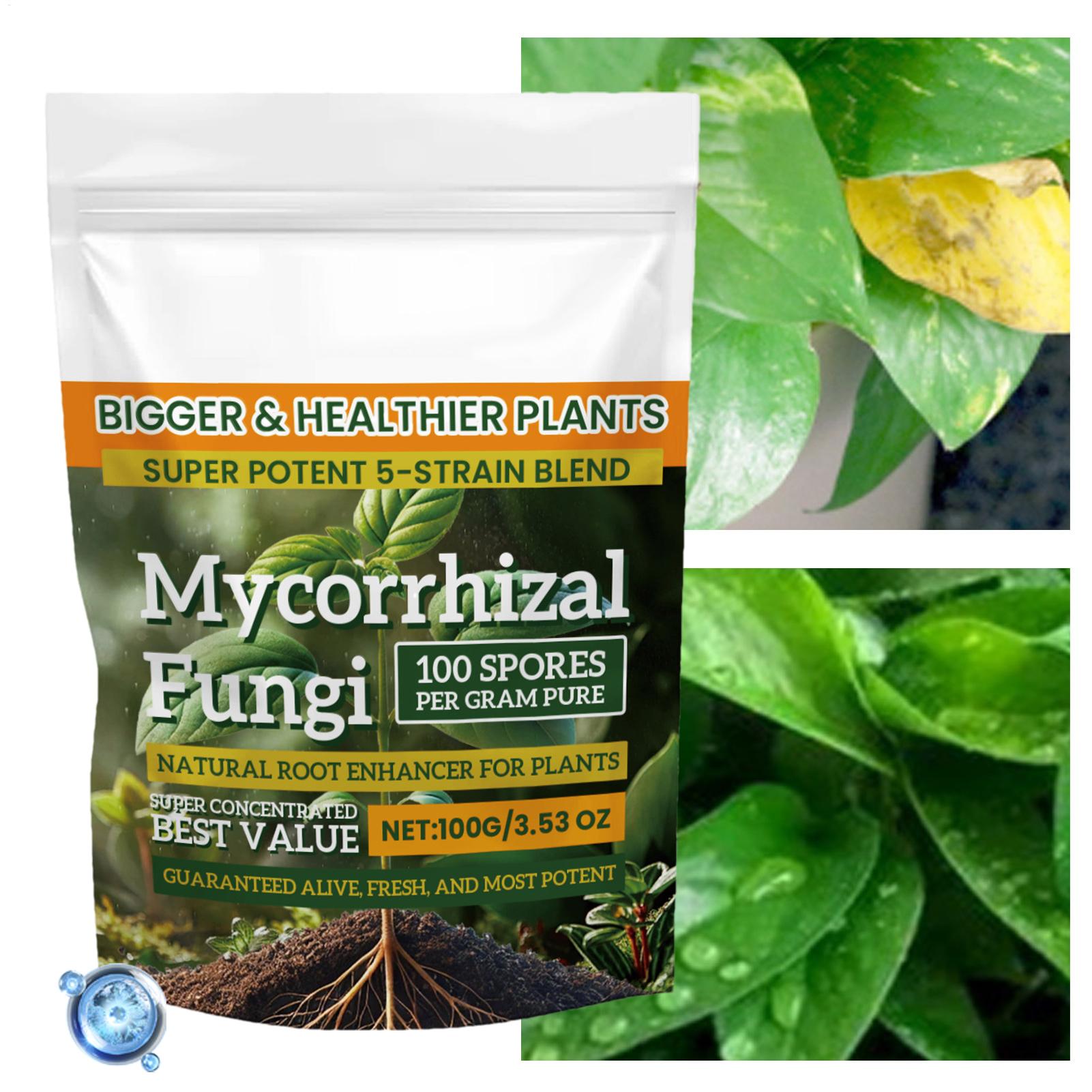 100g Organiczny Proszek Wzmacn – Roots Nutrition & Fitness Inglewood Photos recenzja i cena